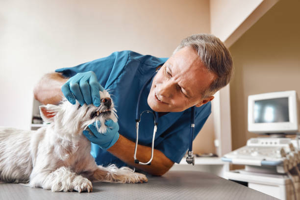 Best Emergency Wisdom Teeth Removal in Ossun, LA